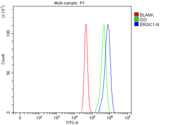 Anti-ERGIC1 Antibody