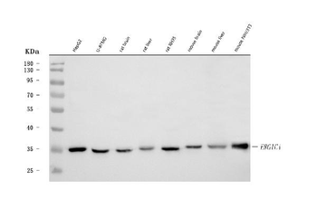 Anti-ERGIC1 Antibody