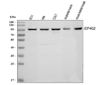 Anti-P97/DAP5/EIF4G2 Antibody