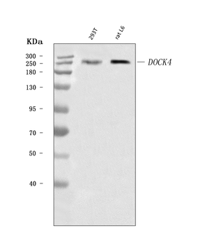 Anti-DOCK4 Antibody