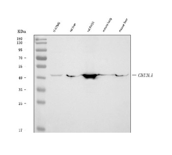 YKL-40/CHI3L1 Antibody