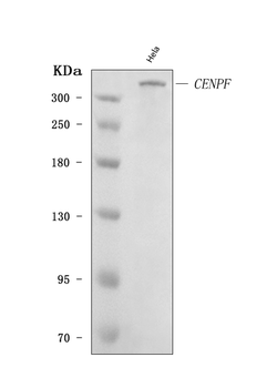 Anti-CENPF Antibody