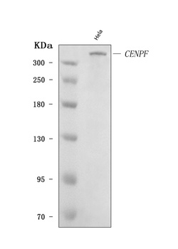 CENPF Antibody