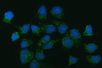 CAD Antibody