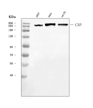 Anti-CAD Antibody
