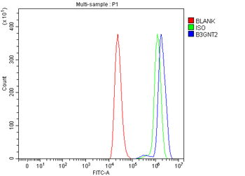 Anti-B3GNT2 Antibody