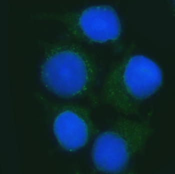 Anti-B3GNT2 Antibody