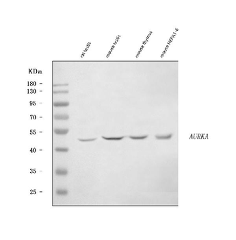 Aurora A/Aurka Antibody