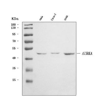 Anti-Aurora A/AURKA Antibody