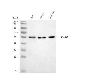 ARL13B Antibody