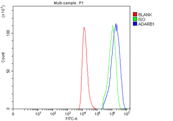 Anti-RED1/ADARB1 Antibody