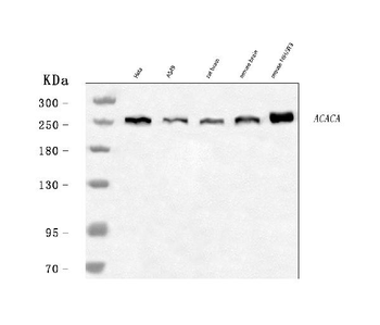 ACACA Rabbit Polyclonal Antibody