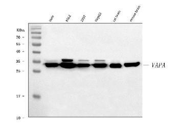 Anti-VAPA Antibody