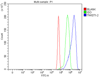 Anti-TWIST1/2 Antibody
