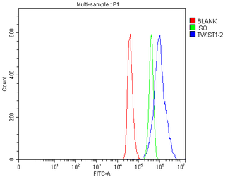 Anti-TWIST1/2 Antibody