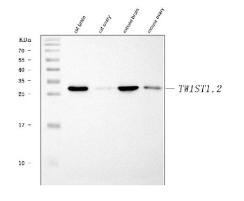 TWIST1/2 Antibody