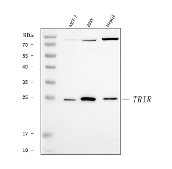 TRIR Antibody