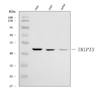 Anti-PCH2/TRIP13 Antibody
