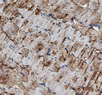 Anti-MG53/TRIM72 Antibody