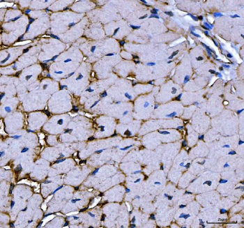 Anti-MG53/TRIM72 Antibody