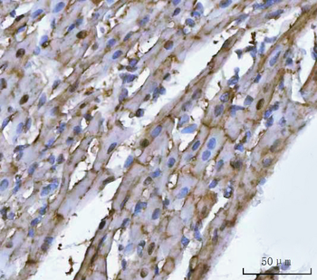 Anti-MG53/TRIM72 Antibody