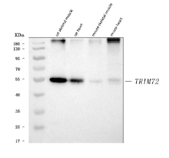 Anti-MG53/TRIM72 Antibody