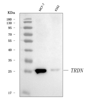 Anti-Triadin/TRDN Antibody