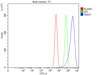 TRAT1 Antibody