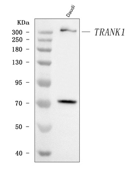 TRANK1 Antibody