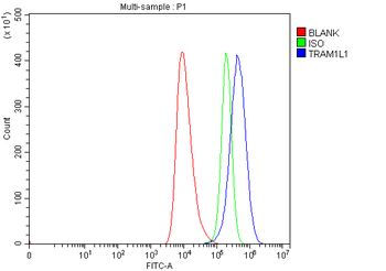 Anti-TRAM1L1 Antibody