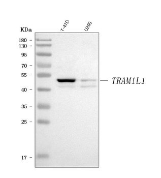 Anti-TRAM1L1 Antibody