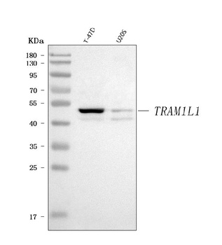 TRAM1L1 Antibody