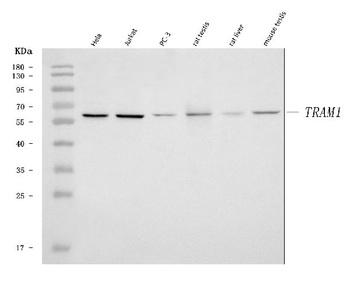 Anti-TRAM1 Antibody