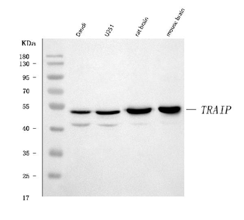 Anti-TRIP/TRAIP Antibody