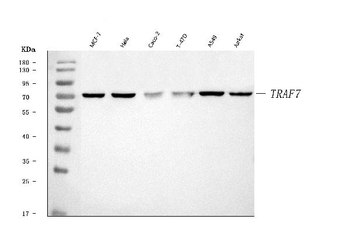 Anti-TRAF7 Antibody