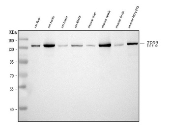 Tripeptidyl peptidase II/TPPII/TPP2 Antibody