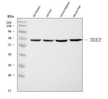 Anti-TOX2 Antibody