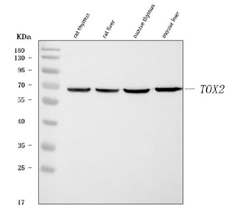TOX2 Antibody