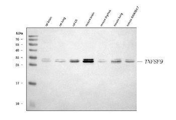 Anti-4-1BBL/Tnfsf9 Antibody