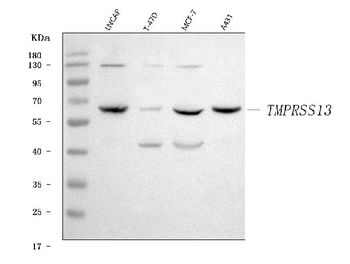 Anti-TMPRSS13 Antibody