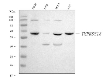 TMPRSS13 Antibody