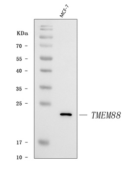 TMEM88 Antibody