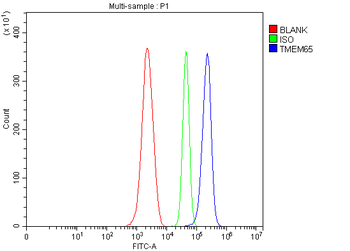 TMEM65 Antibody