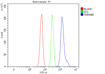 Anti-TMEM65 Antibody