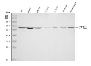 TKR/TKTL1 Rabbit Polyclonal Antibody