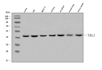Anti-TAL1 Antibody