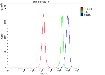 Anti-SIRT5 Antibody