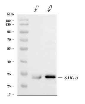 Anti-SIRT5 Antibody