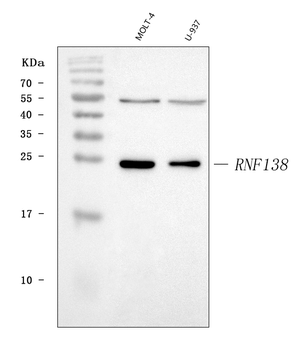 Anti-HSD-4/RNF138 Antibody