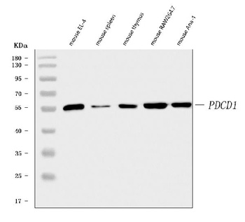 PD1/Pdcd1 Antibody